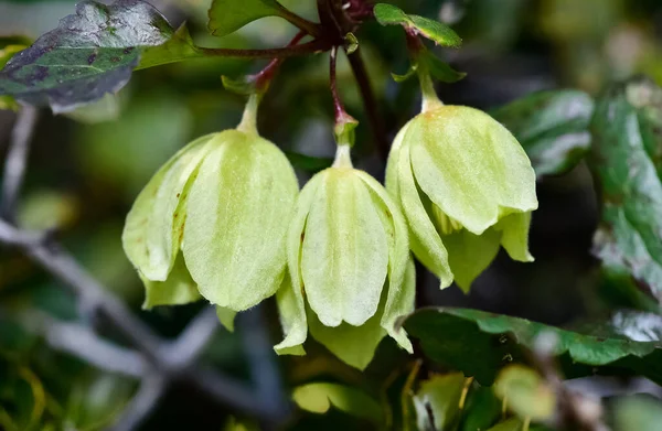 wildflowers, wild Ivy flower photos