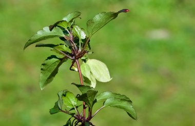 Yabani çiçekler, yabani sarmaşık çiçekleri