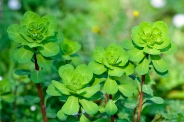 Vahşi bitki resimleri, tıbbi çiçekler. Sperm çiçekleri fotoğrafları.