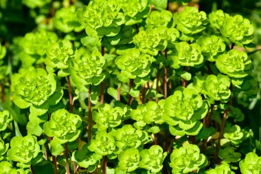 Vahşi bitki resimleri, tıbbi çiçekler. Sperm çiçekleri fotoğrafları.