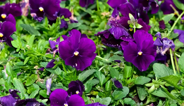 Varias Flores Jardín Violetas Jardín — Foto de Stock