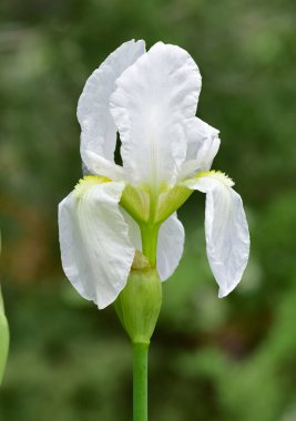 Çeşitli bahçe çiçeklerinin fotoğrafları, beyaz zambak.