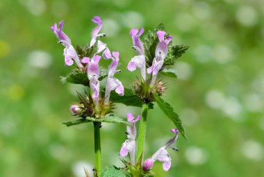 yabani bitkiler, tıbbi bitkiler, tıbbi çiçekler...