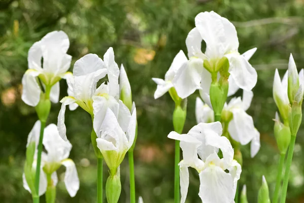 Fotos Von Verschiedenen Gartenblumen Weiße Lilie — Stockfoto