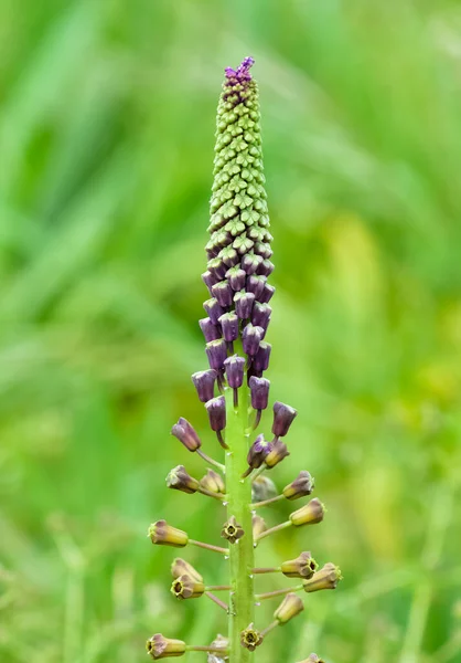 Fotografie Divokých Květin Divoké Hyacinty — Stock fotografie