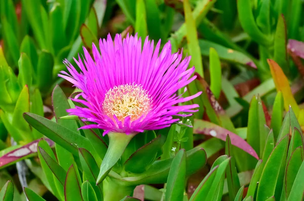 stock image peaceful flowers in nature and natural environment