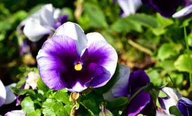 çeşitli bahçe çiçekleri, bahçe menekşeleri.