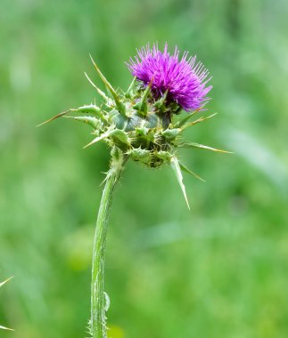 Vahşi bitkiler, vahşi dikenli fotoğraflar.