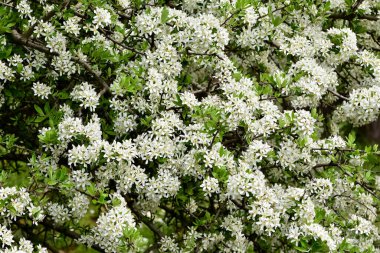 Vahşi meyve ağaçları ve yabani armut ağacı çiçekleri