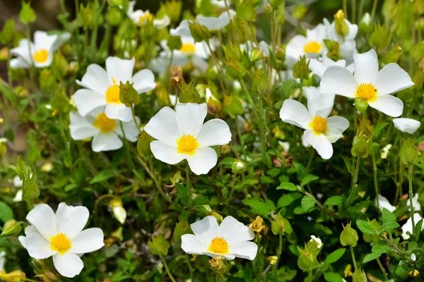 Spokojne Kwiaty Naturalne Środowisko Przyrodzie — Zdjęcie stockowe