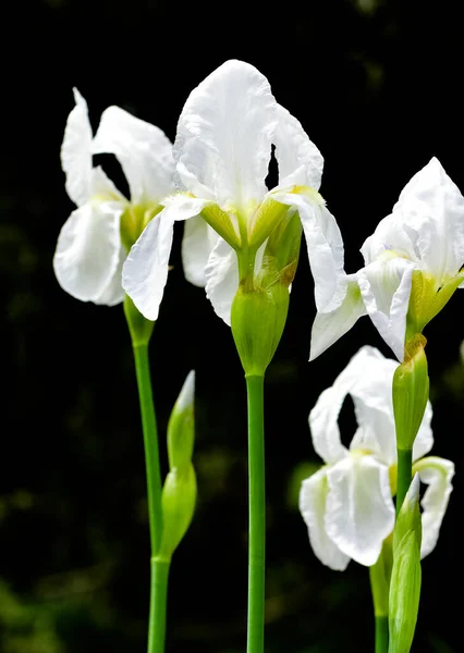 Fotos Von Verschiedenen Gartenblumen Weiße Lilie — Stockfoto