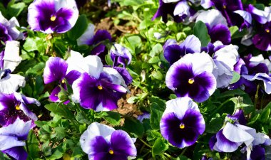 çeşitli bahçe çiçekleri, bahçe menekşeleri.