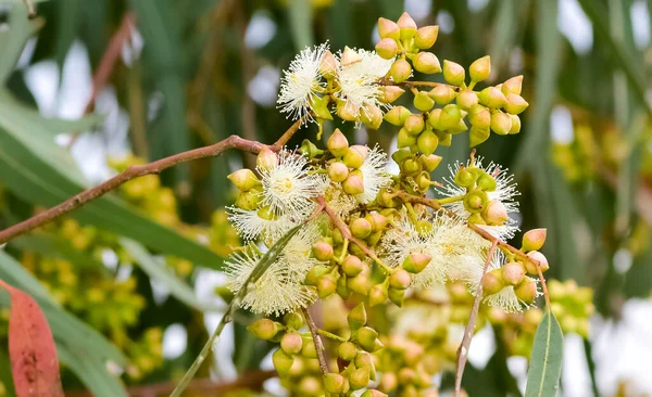 natural plants and flowers. Photos of eucalyptus tree flowers and seeds.