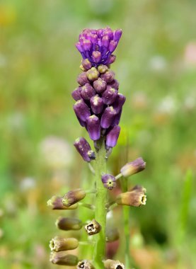 Vahşi çiçeklerin, vahşi sümbüllerin fotoğrafları.