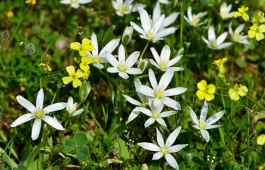 Vahşi bitkilerin ve kır çiçeklerinin fotoğrafları