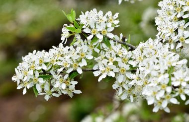 Vahşi meyve ağaçları ve yabani armut ağacı çiçekleri
