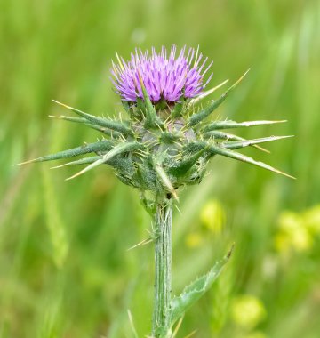 Vahşi bitkiler, vahşi dikenli fotoğraflar.