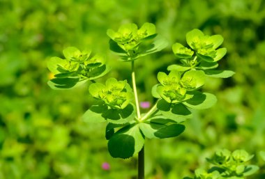 Vahşi bitki resimleri, tıbbi çiçekler. Sperm çiçekleri fotoğrafları.