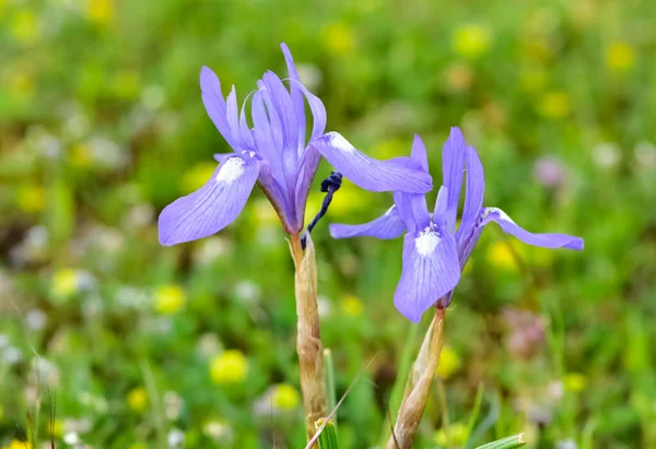 Fotografie Planě Rostoucích Rostlin Modré Květy — Stock fotografie