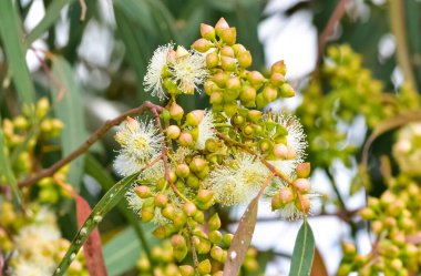 Doğal bitkiler ve çiçekler. Okaliptüs ağacı çiçekleri ve tohumlarının fotoğrafları.