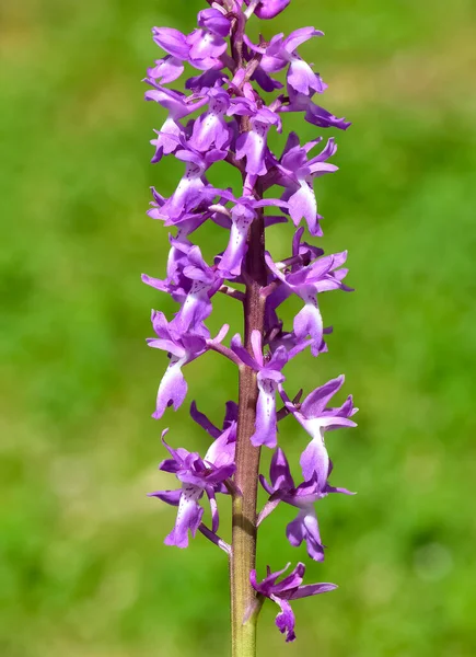 Wilde Bloemen Wilde Orchideeën Natuur Foto — Stockfoto