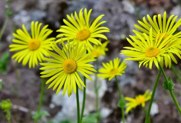 Fotos Flores Amarelas Crescendo Alta Altitude — Fotografia de Stock