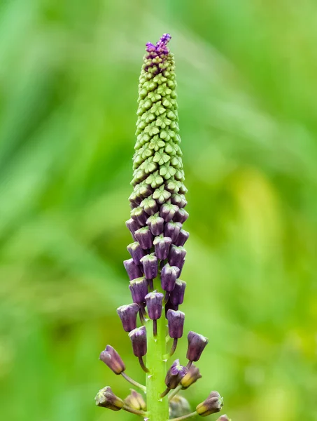 Fotografie Divokých Květin Divoké Hyacinty — Stock fotografie