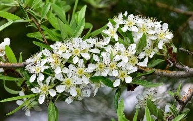 Vahşi meyve ağaçları ve yabani armut ağacı çiçekleri