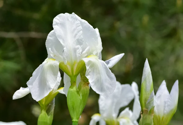 Różnorakie Kwiaty Ogrodowe Białe Lilie — Zdjęcie stockowe