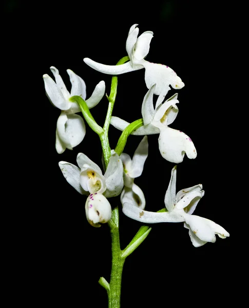 Flores Silvestres Orquídeas Blancas Naturaleza — Foto de Stock
