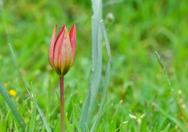 şakayık ve doğada yaşam