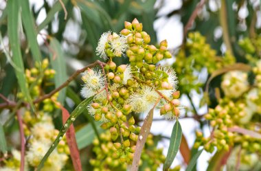 Doğal bitkiler ve çiçekler. Okaliptüs ağacı çiçekleri ve tohumlarının fotoğrafları.