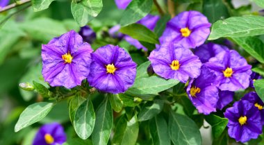 Vahşi bitkilerin, yabani çiçeklerin, çalıların fotoğrafları..