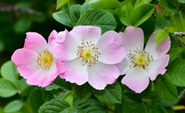 Huzurlu çiçekler ve doğal çevre