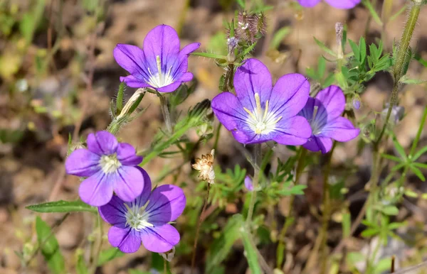 stock image medicinal herbs, medicinal flowers photos