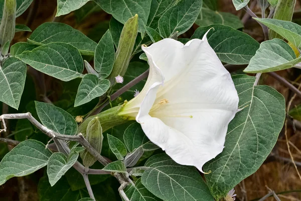 stock image white flowering plants growing in rural areas