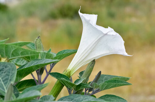 белые цветущие растения, растущие в сельской местности