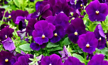 çeşitli bahçe çiçekleri, bahçe menekşeleri.