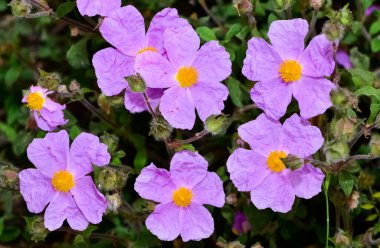Vahşi bitkiler. Doğada kendi kendine büyüyen pembe çiçekler..