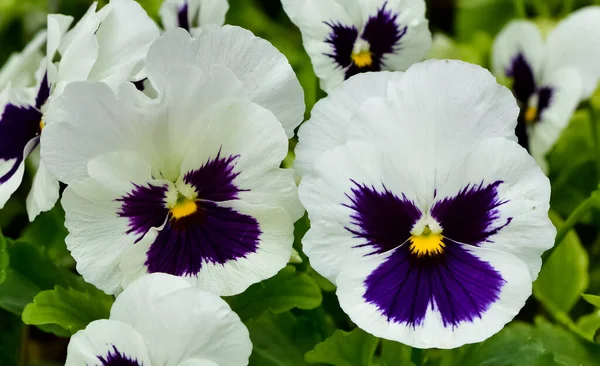 Várias Flores Jardim Violetas Jardim — Fotografia de Stock