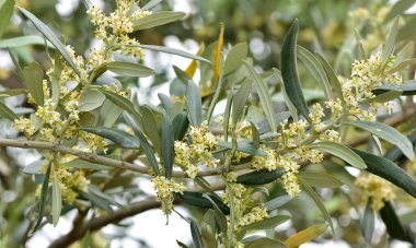 Meyve ağaçlarının çiçekleri. Zeytin ağacı çiçeği fotoğrafları..