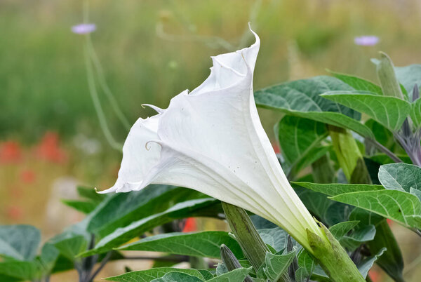 белые цветущие растения, растущие в сельской местности
