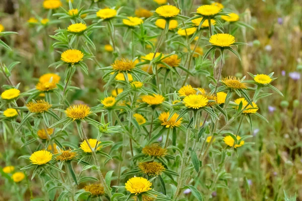 wild plants. self-growing yellow flowers in nature.