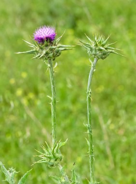 Vahşi bitkiler, vahşi dikenli fotoğraflar.