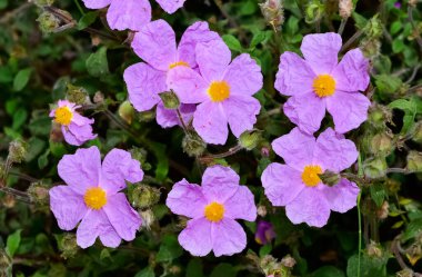 Kırsalda yetişen doğal çiçeklerin fotoğrafları.