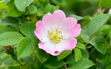 Huzurlu çiçekler ve doğal çevre