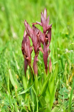 Vahşi çiçeklerin görüntüleri. Çeşitli orkidelerin fotoğrafları.