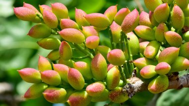 Ağaçtaki taze fıstıkların fotoğrafı.