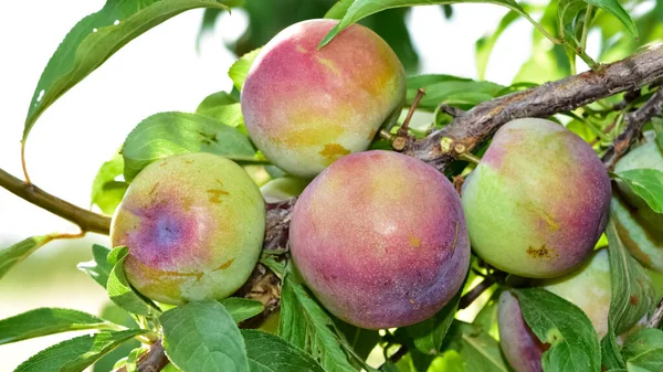 plum tree and ripe natural plum photos