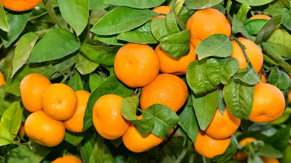 Ovocné Fotky Zralé Mandarinky Stromě — Stock fotografie
